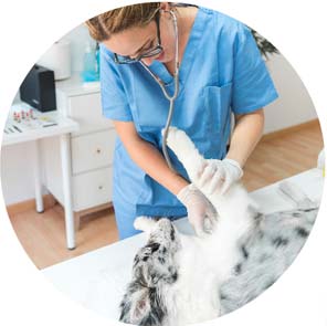 atencion clinica veterinaria