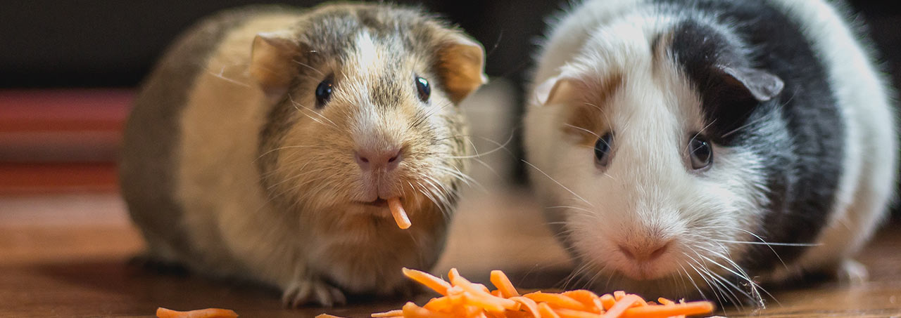 accesorios comida y medicinas para tu roedor