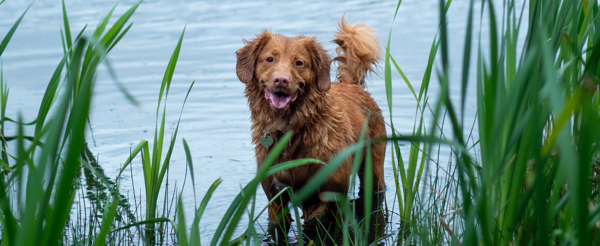 perro verano