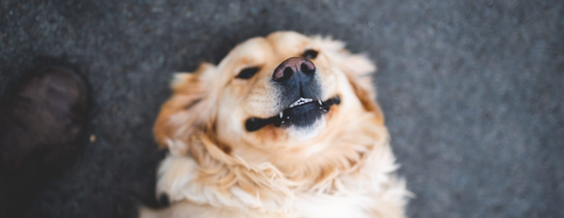 perro riendo feliz
