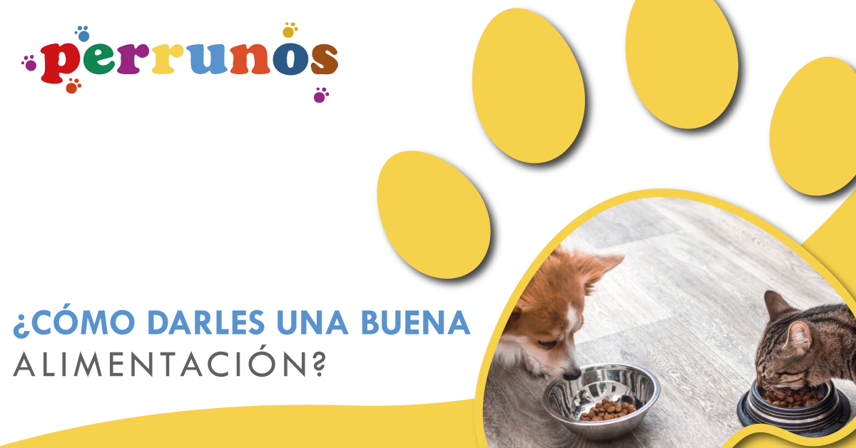 ¿Cómo darle una buena alimentación a tu mascota?