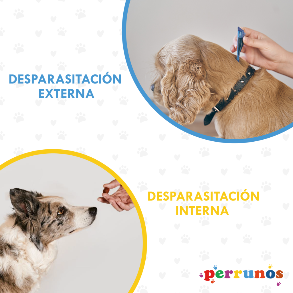 Importancia de la desparasitación en mascotas